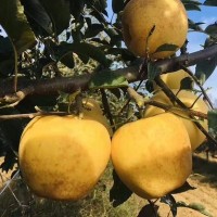 順豐山東維納斯蘋果脆甜無酸當(dāng)季新鮮水果煙臺(tái)維納斯黃金代發(fā)