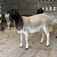黑頭杜泊綿羊和澳洲白羊的區(qū)別 杜泊小羊羔懷孕母羊種公羊價(jià)格