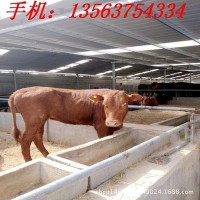 貴州小黃牛基地 活牛價(jià)格 哪里有賣小黃牛的