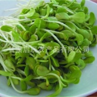 大量供應優(yōu)質黑油葵 小黑瓜子 黑珍珠瓜子 芽苗菜種子 鳥食 鴿糧