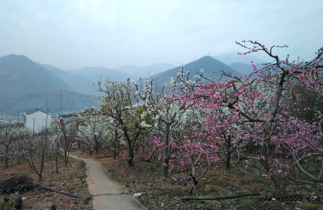 這是一張四川漢源李子哥探索<a target='_blank'><span style='color:#FF8000'>農(nóng)村電商</span></a>之路的配圖