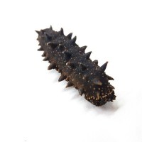 大連純淡干海參大連海參特產非禮盒干制遼參 海參干貨50g可代發(fā)