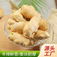 食用姜把風干姜 出口品質月子姜 廠家供應批發(fā)整斤裝大姜 5斤裝