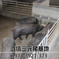太湖母豬批發(fā)豬場(chǎng)種豬專(zhuān)供 杜洛克母豬 長(zhǎng)白豬 小母豬價(jià)格包郵