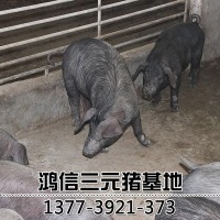 太湖母豬批發(fā)豬場(chǎng)種豬專(zhuān)供 杜洛克母豬 長(zhǎng)白豬 小母豬價(jià)格包郵