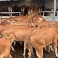 黃牛犢出欄出售 魯西黃牛肉牛犢免運(yùn)輸 廠家出售放心購買真實(shí)價格
