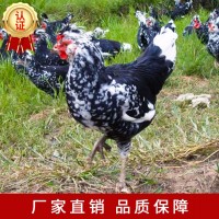 貴妃雞苗廠(chǎng)家直供批發(fā)包運(yùn)輸包打液氮馬力克疫苗包路途成活現(xiàn)貨