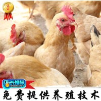 黃土雞母苗廠(chǎng)家直供批發(fā)包打液氮馬力克包運(yùn)輸路途成活