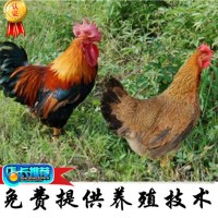 清遠(yuǎn)麻小雞苗 家禽養(yǎng)殖批發(fā) 廠(chǎng)家直供