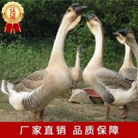 獅頭鵝苗廠(chǎng)家直供批發(fā)包運(yùn)輸包路途活