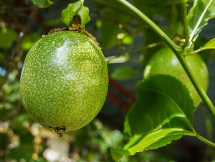 百香果種植搭棚要點，掌握正確搭棚技術(shù)，百香果才能長得好
