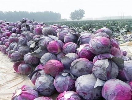 紫甘藍種植黃金期：解鎖四季豐收的密碼