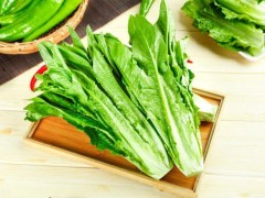 種植油麥菜的最佳時間！選對種植時間，油麥菜才能高產！