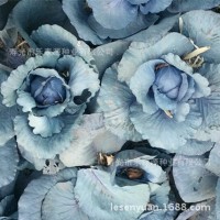 西蘭花種子日本進口原包裝坂田公司耐寒西蘭花種子青花菜種子