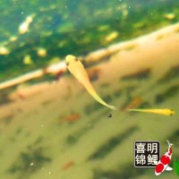 2025年喜明春季水花魚苗批發(fā)預(yù)訂往屆錦鯉水花成長(zhǎng)過程分享