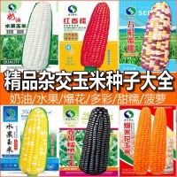 甜糯高產玉米種子批發(fā)水果玉米種子廠家直銷白糯彩爆花黑紅玉米種