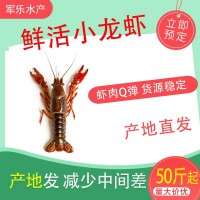 鮮活小龍蝦批發50斤 餐館餐飲批發水產市場活體小龍蝦新鮮大龍蝦
