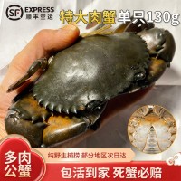 C緬甸雄蟹空運(yùn) 孟加拉青蟹鮮活 公螃蟹野生1只130g左右香辣蟹