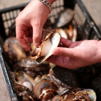 廠家直供3_12 鮑魚批發(fā) 福建東山帶殼活凍大鮑魚餐飲酒店食材供應(yīng)