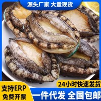 鮑魚新鮮冷凍新鮮海鮮帶殼加熱即食鮑魚撈飯汁飯火鍋食材商用批發(fā)
