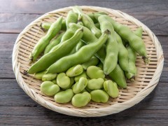 種植蠶豆需要幾天能發芽？