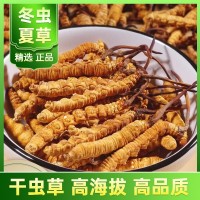 冬蟲夏草批發(fā)西藏那曲產(chǎn)地直供凍干蟲草新貨頭期一手貨源找代理